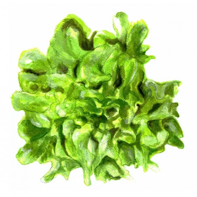 Lactuca sativa Salad Bowl Sallat Plock Salad Bowl