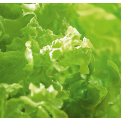 Plocksallad Bionda a Foglia Riccia ekologiskt