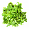 Lactuca sativa Salad Bowl Sallat Plock Salad Bowl