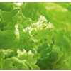 Plocksallad Bionda a Foglia Riccia ekologiskt