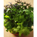 Sallad Gourmet Global Mixed Nyhet