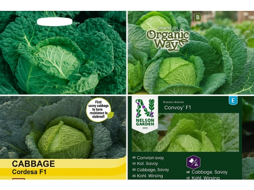 Produktguide testar Savoykål