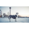  Amundsen Pro-Dog Backpack