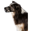 Trixie Munkorg mot förgiftning för hund