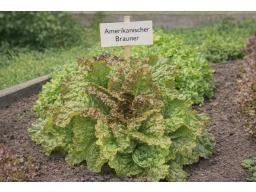 Produktguide testar Amerikanischer Brauner