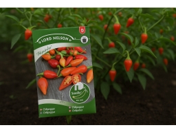 Produktguide testar Chili Biquinho