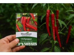 Produktguide testar Chili Westlandse Lange Rode