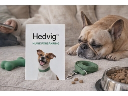 Produktguide testar Hedvig Hundförsäkring