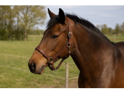 Produktguide testar Horse Guard lädergrimma - Brun