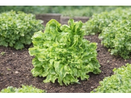 Produktguide testar Lactuca sativa Salad Bowl
