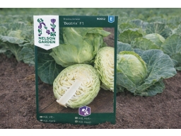 Produktguide testar Nelson Garden Vitkål Beatrix F1