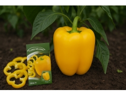 Produktguide testar Paprika Luteus F1
