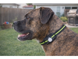 Produktguide testar PAWPRO Anti-Skäll Halsband
