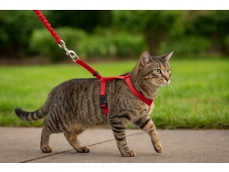 Produktguide testar PetSafe Easy Walk Kattsele + Koppel Röd
