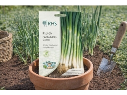 Produktguide testar RHS Piplök, salladslök Matrix