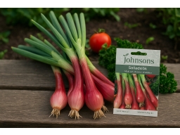 Produktguide testar Salladslök Red Toga