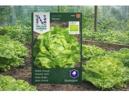 Produktguide testar Sallat, Huvud-, Suzan, Ekologisk