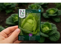 Produktguide testar Savoykål Convoy