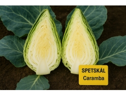 Produktguide testar Spetskål Caramba