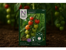 Produktguide testar Tomat Hög Sunpeach 
