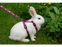 Produktguide testar Trixie Kaninsele med Koppel