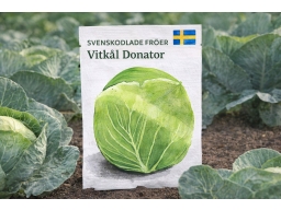 Produktguide testar Vitkål Donator, Svenskodlade fröer