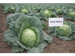 Produktguide testar Vitkål Minica